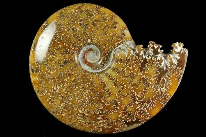 Polished Ammonite (Cleoniceras) Fossil - Madagascar #158253
